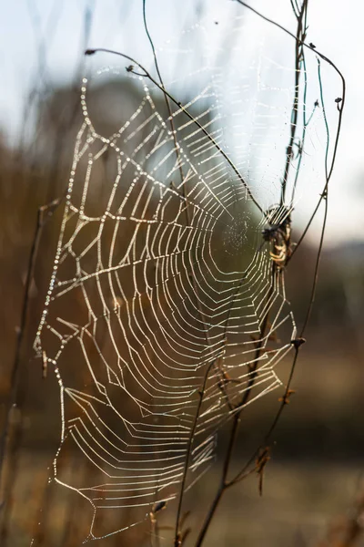 Achtergrond Van Draden Van Een Spinnenweb Met Dauwdruppels Webmacro Abstracte — Stockfoto