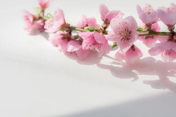 Peach blossom on a white table background in bright sunlight.Macrophotography of spring flowers in the studio. The concept of the arrival of spring, the awakening of nature. Pale pink flowering branch