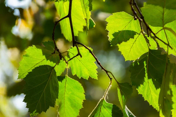 Uno Sfondo Foglie Verdi Una Luce Sfondo Solare Luminoso Sfondo — Foto Stock