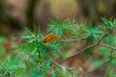 Çam ağacı dalları sonbaharda kapanır. Seçici odak noktasında düşmüş sarı bir yaprak. Ormanın doğal arka planı. Turkuaz yeşili ardıç çalı iğneleri. Düşük alan derinliği, metin için boşluk
