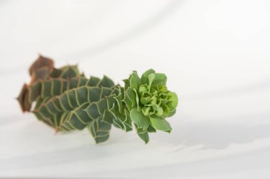 Yumuşak odak noktasındaki beyaz arka planda sulandırır. Yaratıcı minimalist bir kompozisyonun en üst görüntüsü. Güneş ışığı ve güzel ışık gölgeleri. Mesaj için yer var. Klasik stil.