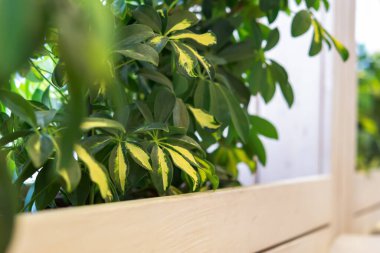 Kapalı alandaki bitkilerin yeşil arka planı. Çevre tasarımı, planlar, duvar kağıtları için soyut doğal arkaplan. Bahçe düzenleme, bitki yetiştirme, bakım. Sıcak güneş ışığında bir ev bahçesi. Yumuşak odak, boşluğu kopyala