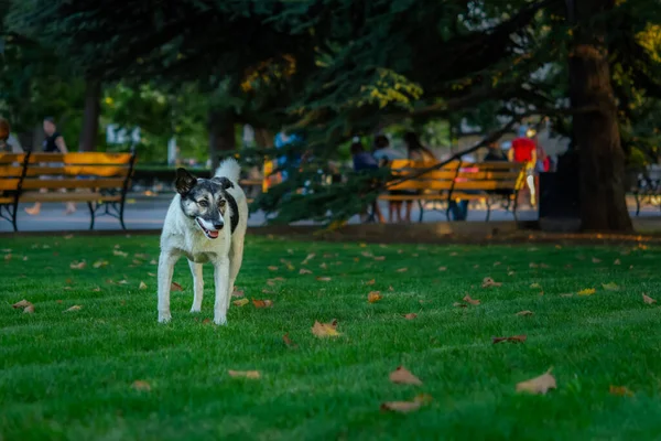 Black White Dog Background Nature Funny Cute Looking Straight Camera — Stock Photo, Image