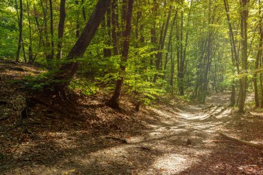 Yeşil bir ormanda güneşli bir gün. Parlak, sıcak yaz geçmişi. Ormanda bir patika, uzaklığa doğru gidiyor. Renkli yaz doğası. Güneş ışınlı atmosferik manzara. Eko-turizm kavramı.