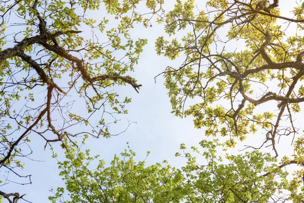 Θέα Από Κάτω Από Πράσινο Φύλλωμα Των Δέντρων Άνοιξη Φυσικό — Φωτογραφία Αρχείου