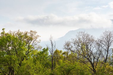 Bahar ormanı, dağlar, bulutlar. Çerçevenin altında ağaç tepeleri ve gökyüzünde boş bir alan olan güneşli bir manzara. Merhaba bahar. Genç yeşiller, mavi gökyüzü. Atmosferik arkaplan, kopyalama alanı