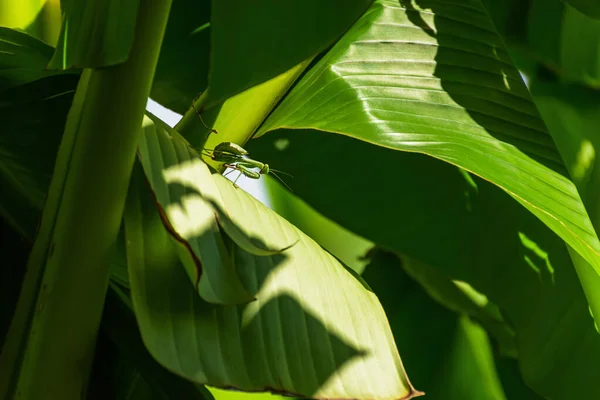 Mantis Religiosa Sienta Hoja Verde Una Palma Plátano Gran Insecto — Foto de Stock