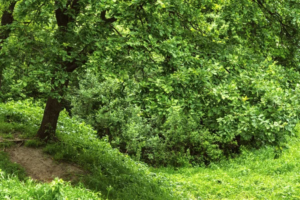 Green oak forest. Summer natural background. Majestic forest after the rain. The concept of freshness, unity with nature, walking in the park. Dense greenery, no light, cloudy day.Landscaping of parks