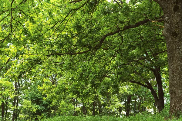 Πράσινο Δάσος Βελανιδιάς Καλοκαίρι Φυσικό Υπόβαθρο Μαγευτικό Δάσος Μετά Βροχή — Φωτογραφία Αρχείου