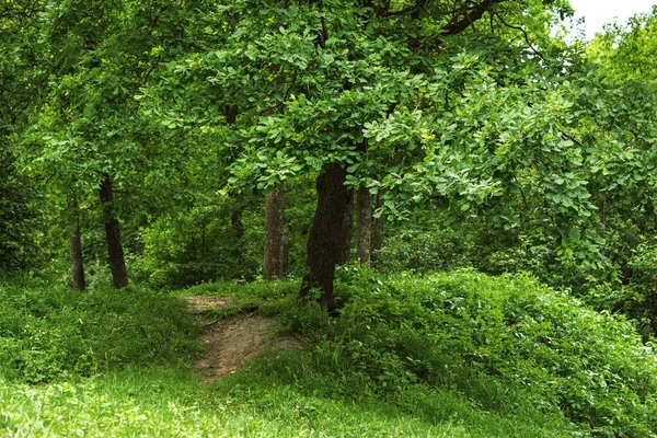 Green oak forest. Summer natural background. Majestic forest after the rain. The concept of freshness, unity with nature, walking in the park. Dense greenery, no light, cloudy day.Landscaping of parks