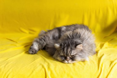 Sarı kanepede oturan gri bir kedi. 2021 son derece gri ve aydınlatıcı renklerde safkan bir İskoç kedisi. Sarı bir battaniyeye uzanmış, pofuduk bir kedinin portresi..