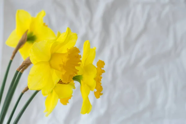 Narcisos Amarillos Sobre Fondo Papel Gris Una Hermosa Presentación Los —  Fotos de Stock