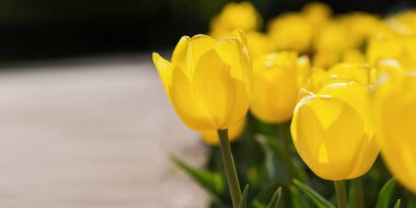 Sarı laleler baharda Bokeh 'in bulanık arka planında çiçek açıyor. Yatay lale afişi, yumuşak seçici odak, 8 Mart tebrik kartı için sıcak arka plan. Bahçede büyüyen laleler.