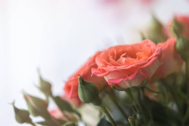 Hassas pastel güller, bulanık bir arka planda yakın plan. Bir buket şeftali gülü. Doğum günü hediyesi, düğün, Sevgililer Günü, Anneler Günü. Yumuşak odak, dağınık ışık, kopyalama alanı