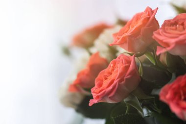 Hassas pastel güller, bulanık bir arka planda yakın plan. Bir buket şeftali gülü. Doğum günü hediyesi, düğün, Sevgililer Günü, Anneler Günü. Yumuşak odak, dağınık ışık, kopyalama alanı