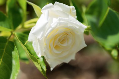 Yaz bahçesinde beyaz güller açar. Bulanık yeşil arka planda güzel, narin bir gül. Yumuşak seçici odak, yuvarlak bokeh, parlak güneş ışığı, çiçek tarhında gür bir gül. Büyüyen çiçekler