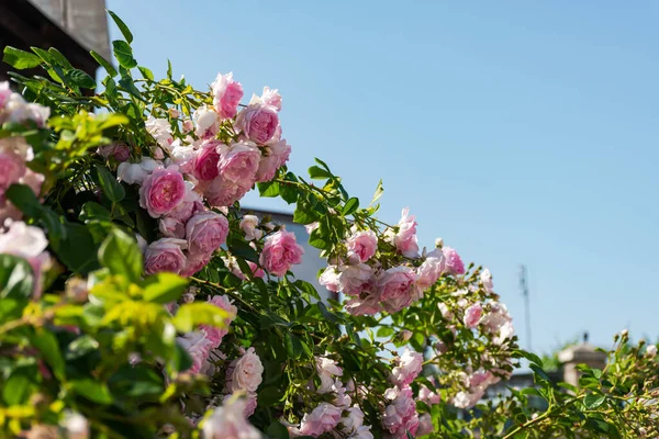 Ένας Θάμνος Ροζ Τριαντάφυλλων Ενάντια Έναν Καταγάλανο Ουρανό Ένας Ανθισμένος — Φωτογραφία Αρχείου
