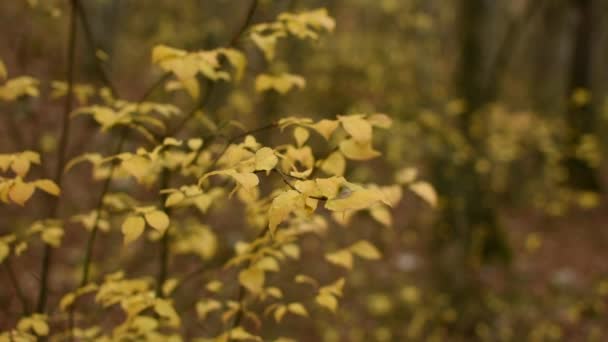 Жовте Листя Гілках Крупним Планом Лісі Хмарний Осінній День Маленьке — стокове відео