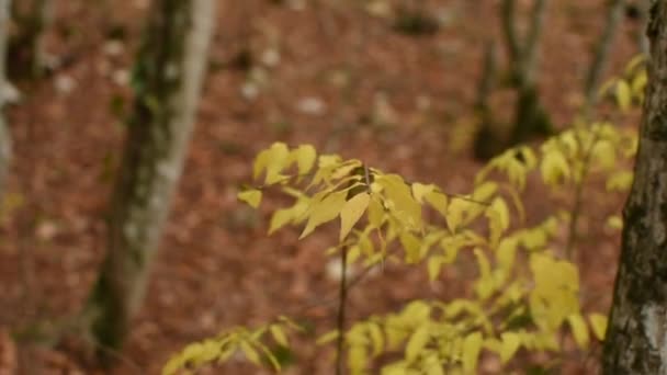 Żółte Liście Gałęziach Lesie Chmurny Jesienny Dzień Małe Żółte Liście — Wideo stockowe