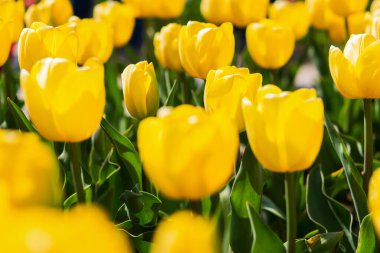 Çiçek açan sarı laleler bulanık bir arka planda Bokeh ile yakın plan. Tam kare laleler, yumuşak seçici odak, 8 Mart kartpostalları için sıcak bir arka plan. Bahçede büyüyen laleler.