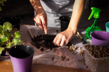 Bir kadın masaya iç mekan çiçekleri nakleder. Kapalı alandaki bitkilerin yeni saksılara nakledilmesi. Evdeki tazeliğin bakımı ve bakımı. Bir kadının ellerine yakın çekim.