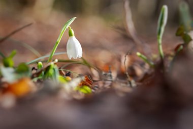 Ormandaki Kar Damlası Galanthus Nivalis 'e yakın çekim. İlkbaharda düşen yapraklar arasında kar damlalarının makro fotoğrafı. Parlak gün ışığında ilk çiçekler. Bahar kavramı. Yumuşak seçici odak.