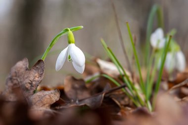 Ormandaki Kar Damlası Galanthus Nivalis 'e yakın çekim. İlkbaharda düşen yapraklar arasında kar damlalarının makro fotoğrafı. Parlak gün ışığında ilk çiçekler. Bahar kavramı. Yumuşak seçici odak.