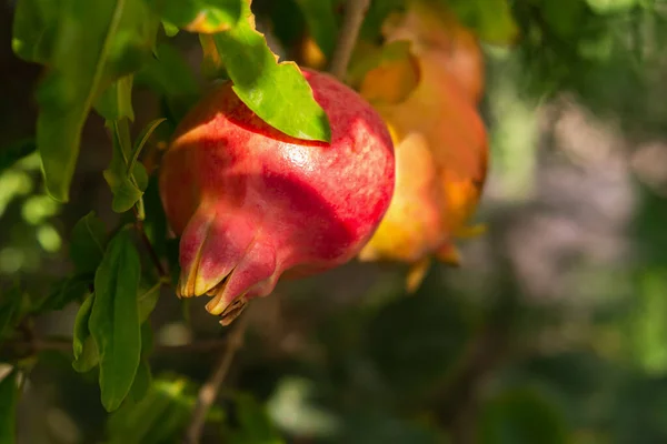 Grenades Mûres Rouges Dans Jardin Close Punica Granatum Fruits Mûrissent — Photo