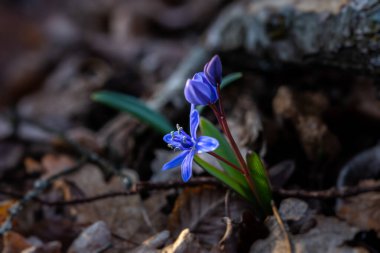 Mavi kar damlası. Ormandaki Scilla 'nın yakın çekimi. İlk bahar çiçekleri uyanır. Parlak güneş ışığı. Vahşi bitkilerin makrofotoğrafçılığı. Baharın başı konsepti. Atmosferik arkaplan, yumuşak odak