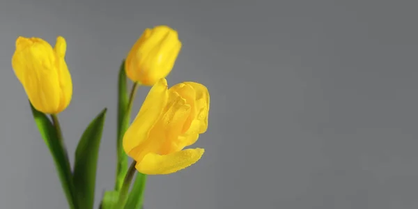 Žluté Tulipány Kapkami Vody Šedém Pozadí Horizontální Banner Trendových Barvách — Stock fotografie