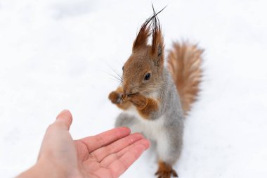 Sincap onun ellerinden bir ceviz yer. Ormandaki vahşi hayvanlar için kış yemi. Nezaket ve insanlık kavramı. Seçici odak, yakın plan portre. Evcil ve cesur sincaplar parkta yaşar.