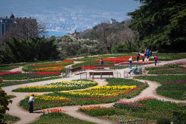 Nikitsky Botanik Bahçesi Yalta 'daki laleler geçidi 07 Nisan 2018' de. İnsanlar renkli çiçeklerin arasında yürüyor, çiçeklerin fotoğraflarını çekiyor. Renkli lalelerin renkli çeşitleri..