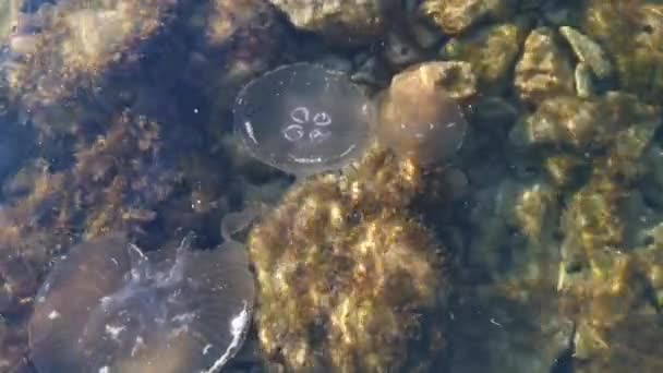 Quallen Schwimmen Klarem Meerwasser Der Sauberste Strand Mit Felsen Und — Stockvideo