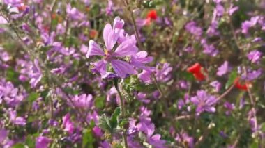 Mor çiçekler, Malva ya da mallow latte. Malva pusilla. Tarladaki parlak yabani çiçeklerin yaz arkaplanı. Güneş ışığında bir ot. Alternatif tıp ve homeopati. Çiçek açma konsepti