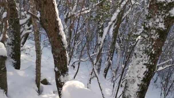 太陽は雪に覆われた木を破る 冬の森 集中していないオブジェクト スローモーション 大きなドリフト 雪の枝から落ちている 冬のハイキング 屋外活動の概念 — ストック動画
