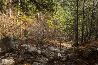 Çam ormanındaki dağ nehri. Ormanda güneşli bir gün. Bir dağ deresindeki en saf su akıntısı. Yatay bileşim, sık ağaçların ve çalıların manzarası. Doğal arkaplan