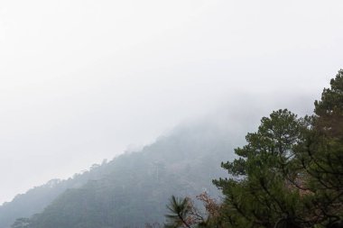 Kozalaklı orman, dağlar, sis. Mistik bulutlu manzara. Dağlarda katı bulut örtüsü. Gri gökyüzüne karşı ağaç. Özlem ve üzüntü kavramı. Doğal arkaplan, kopyalama alanı
