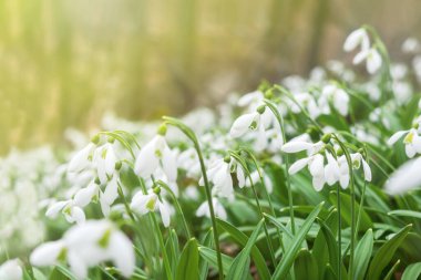 Ormandaki Kar Damlası Galanthus Nivalis 'e yakın çekim. İlkbaharda düşen yapraklar arasında kar damlalarının makro fotoğrafı. Parlak gün ışığında ilk çiçekler. Bahar kavramı. Yumuşak seçici odak.