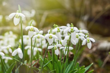 Ormandaki Kar Damlası Galanthus Nivalis 'e yakın çekim. İlkbaharda düşen yapraklar arasında kar damlalarının makro fotoğrafı. Parlak gün ışığında ilk çiçekler. Bahar kavramı. Yumuşak seçici odak.