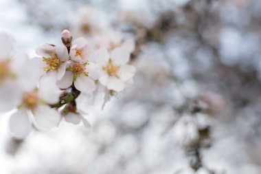 Bahçede çiçek açan bademler. Tazelik kavramı, ilkbaharın başlangıcı. Bahar tebrik kartının taslağı. Seçici odak, gri-pembe ışık pastel atmosfer bulanık arkaplan, boşluğu kopyala