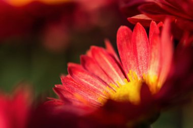Botanik bahçesindeki kırmızı kasımpatının makrofotoğrafçılığı. Seçici odak noktasındaki kırmızı yaprakların güzel soyut arkaplanı. Kartpostalın doğal düzeni. Parlak çiçek arkaplanı.
