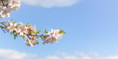 Bahar atmosferinin çiçek açması. Bahçede narin beyaz badem çiçekleri açtı. Bulutlu mavi gökyüzü. Tazelik kavramı, ilkbaharın başlarında. Yatay pankart, boşluğu kopyala