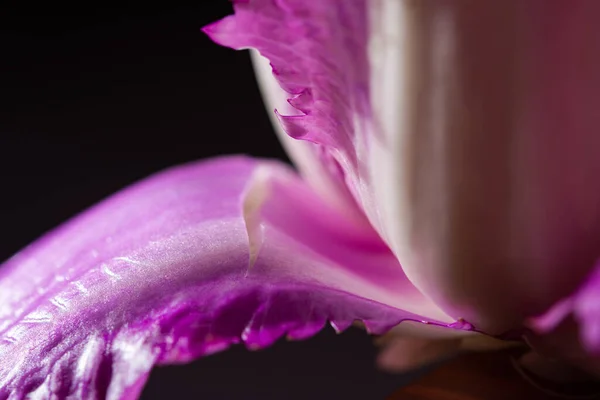 Purple cabbage macro abstract background. Creative composition in the harsh sunlight. Cut the crude product. Vegetarianism, diet, vitamins. Purple Peking cabbage for salads. The texture of the food