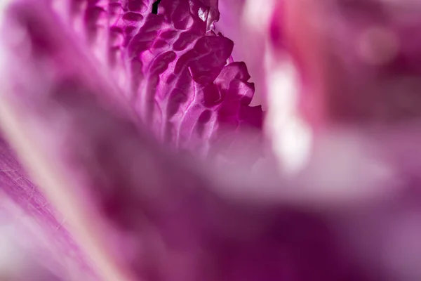 Purple cabbage macro abstract background. Creative composition in the harsh sunlight. Cut the crude product. Vegetarianism, diet, vitamins. Purple Peking cabbage for salads. The texture of the food