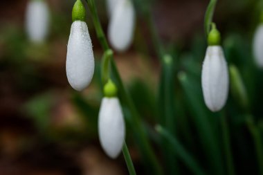 Kar damlaları. Galanthus Nivalis çiy damlalarıyla yakın plan. İlkbaharda ormanda ilk çiçekler açtı. Bokeh ile güzel bulanık yatay arkaplan. Doğal arka plan. Yumuşak odak.