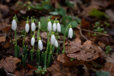 Kar damlaları. Galanthus Nivalis çiy damlalarıyla yakın plan. İlkbaharda ormanda ilk çiçekler açtı. Bokeh ile güzel bulanık yatay arkaplan. Doğal arka plan. Yumuşak odak.