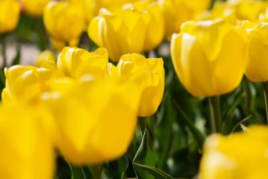 Çiçek açan sarı laleler bulanık bir arka planda Bokeh ile yakın plan. Tam kare laleler, yumuşak seçici odak, 8 Mart kartpostalları için sıcak bir arka plan. Bahçede büyüyen laleler.