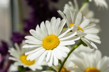 Yumuşak odak noktasında beyaz papatya. Bir buket taze, narin papatya. Beyaz yaprakların üzerindeki su damlacıkları. Hafiflik ve basitlik kavramı. Macro, seçici odaklanma
