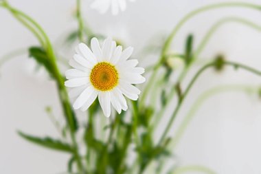 Yumuşak odak noktasında beyaz papatya. Bir buket taze, narin papatya. Beyaz yaprakların üzerindeki su damlacıkları. Hafiflik ve basitlik kavramı. Macro, seçici odaklanma