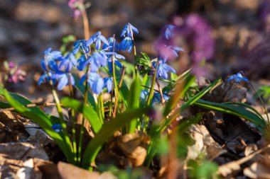 Mavi kar damlası. Ormandaki Scilla 'nın yakın çekimi. İlk bahar çiçekleri uyanır. Parlak güneş ışığı. Vahşi bitkilerin makrofotoğrafçılığı. Baharın başı konsepti. Atmosferik arkaplan, yumuşak odak
